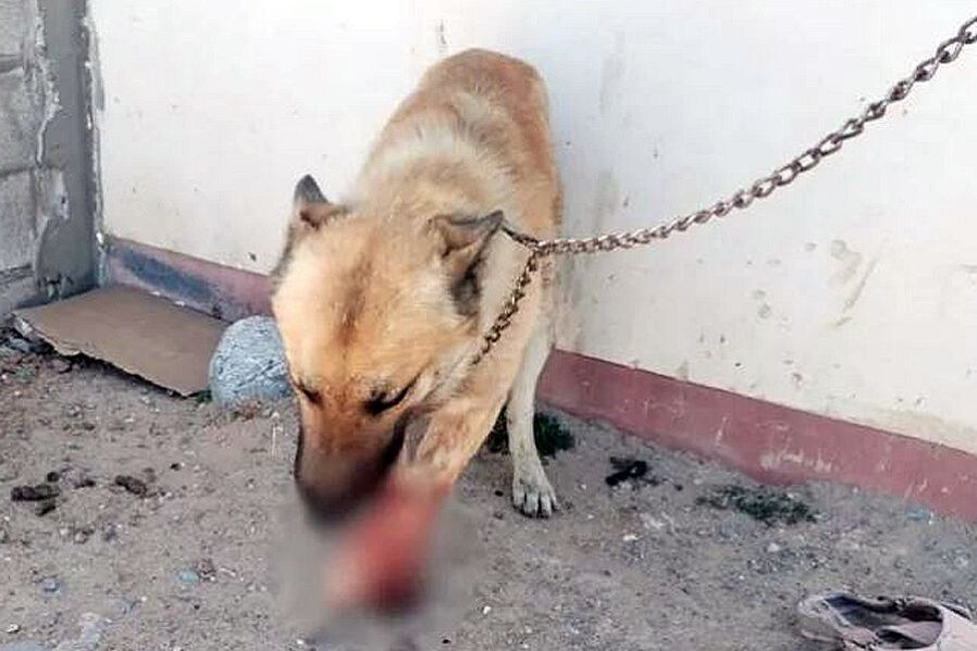 Lesionó con unas tijeras a un perro de la raza Pastor Alemán en sus patas delanteras.